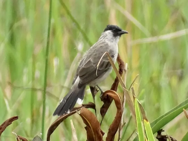白喉红臀鹎(Pycnonotus aurigaster)