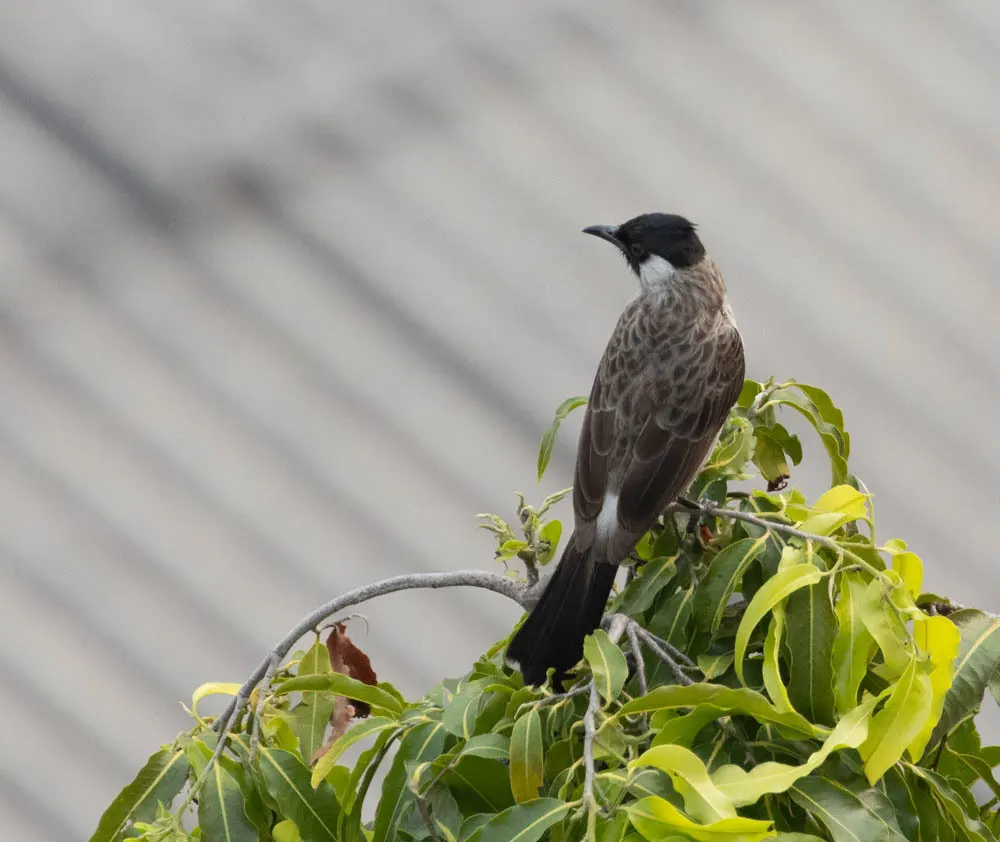 白喉红臀鹎(Pycnonotus aurigaster)