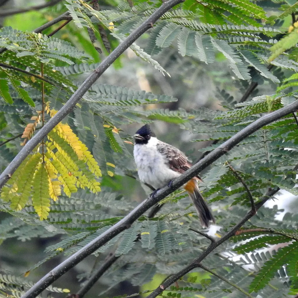 白喉红臀鹎(Pycnonotus aurigaster)