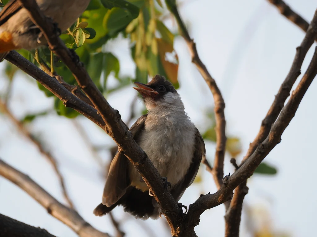 白喉红臀鹎(Pycnonotus aurigaster)