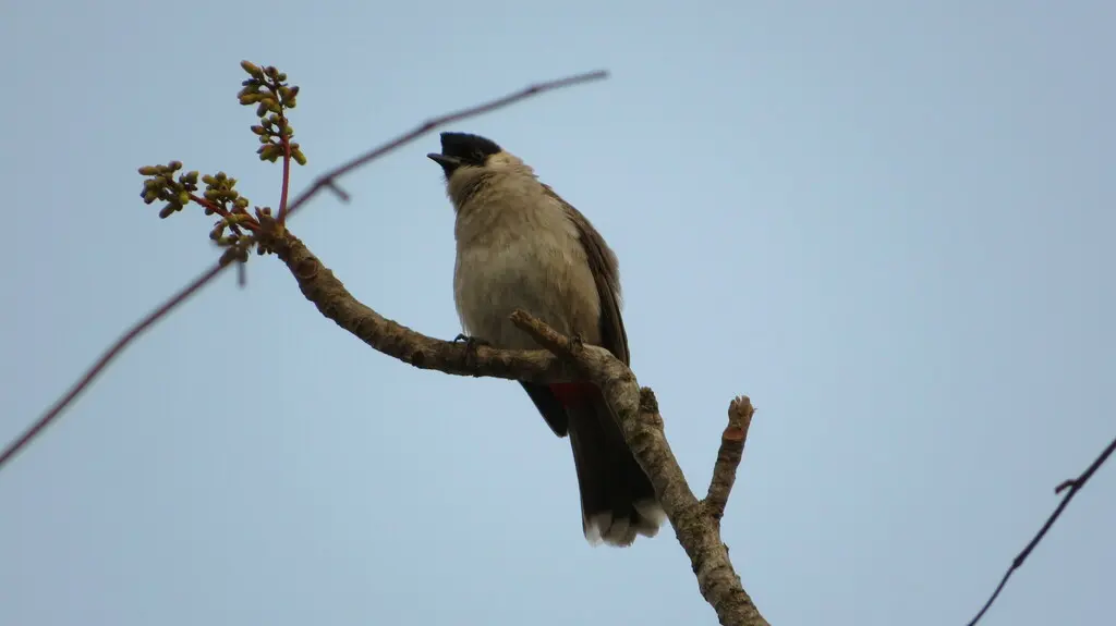 白喉红臀鹎(Pycnonotus aurigaster)