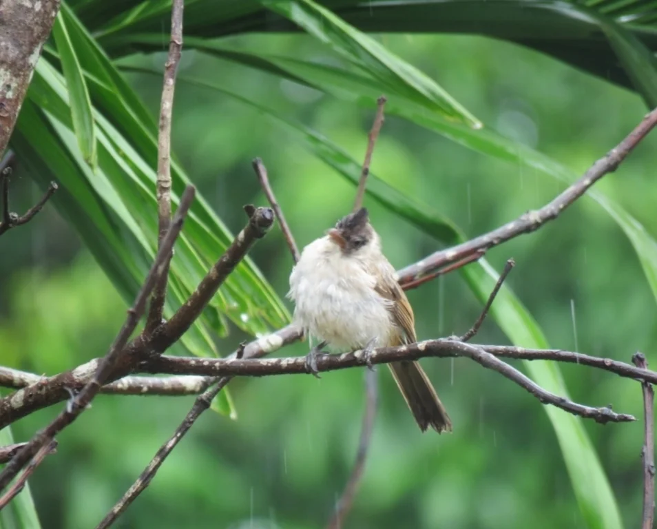 白喉红臀鹎(Pycnonotus aurigaster)