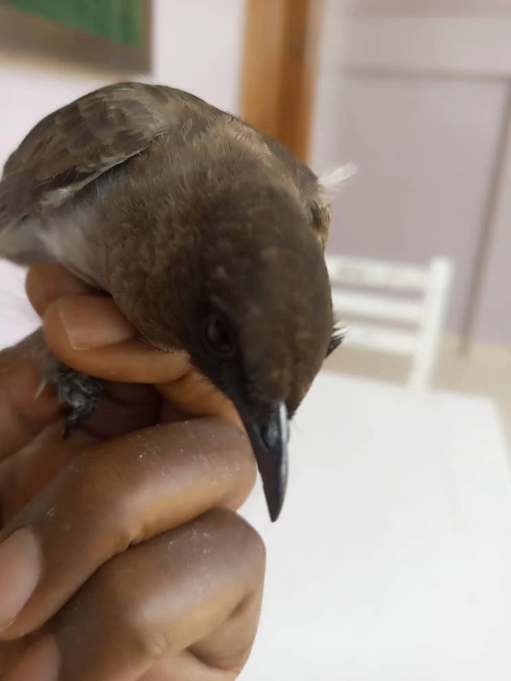 黑眼鹎(Pycnonotus barbatus)