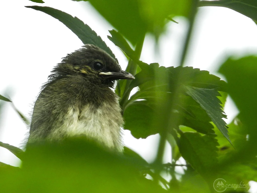 橙斑鹎(Pycnonotus bimaculatus)