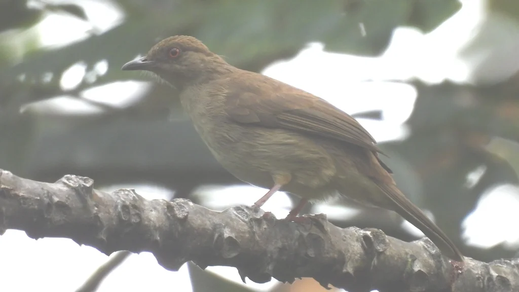 红眼褐鹎(Pycnonotus brunneus)