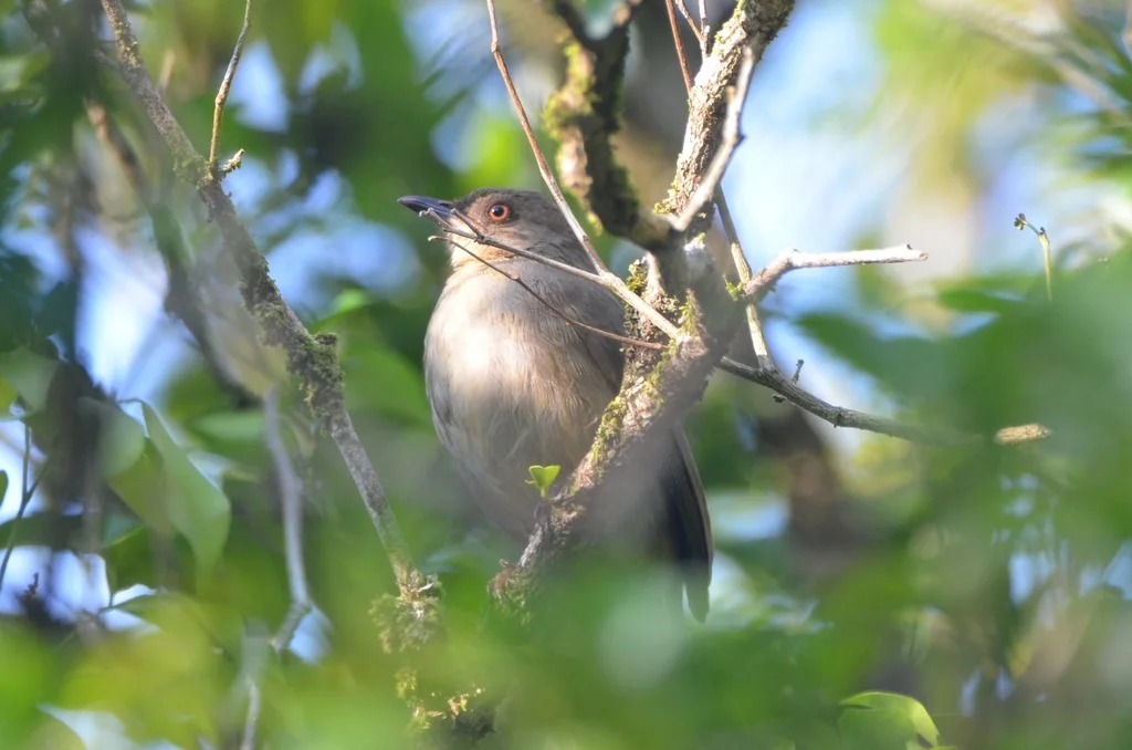 红眼褐鹎(Pycnonotus brunneus)