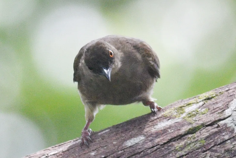 红眼褐鹎(Pycnonotus brunneus)