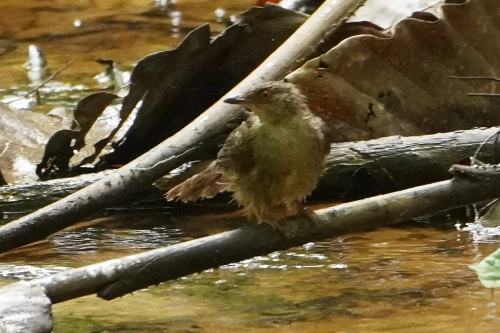 红眼褐鹎(Pycnonotus brunneus)