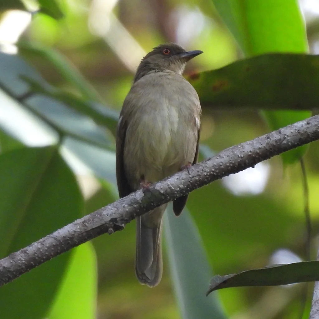红眼褐鹎(Pycnonotus brunneus)