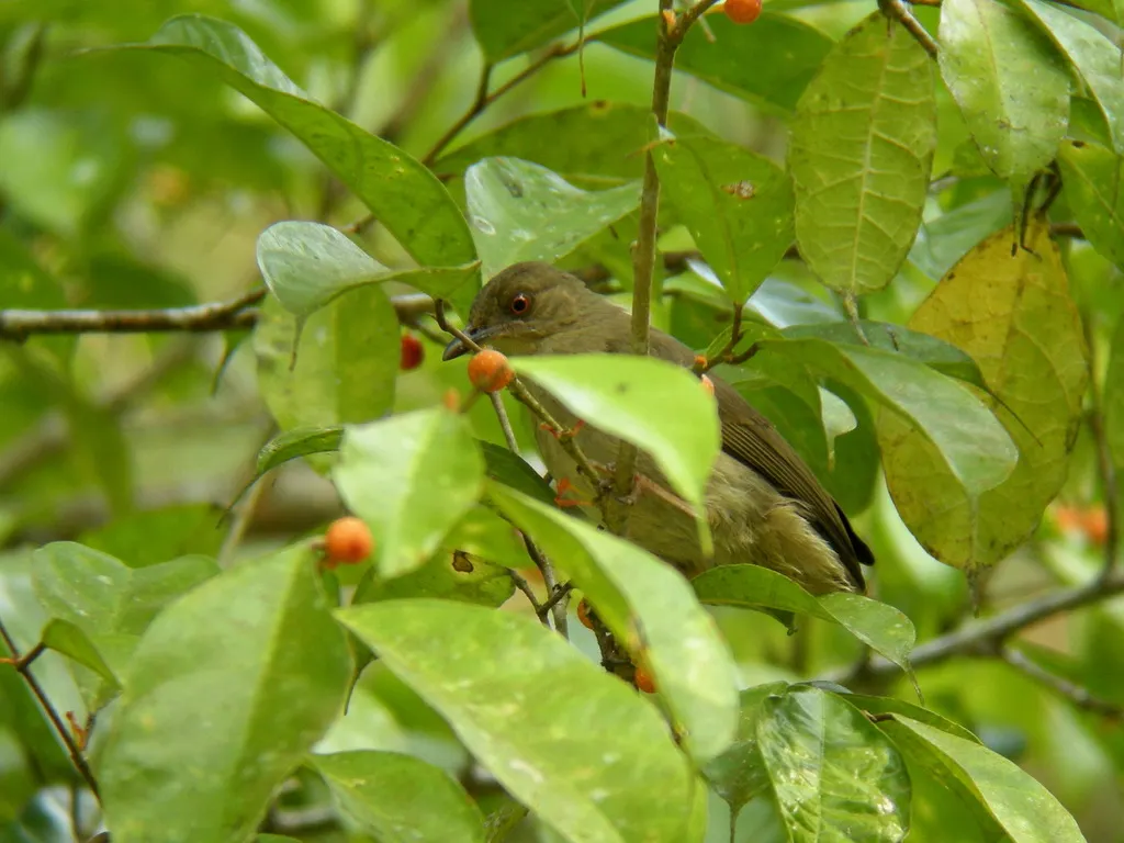 红眼褐鹎(Pycnonotus brunneus)