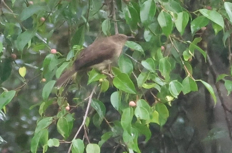 红眼褐鹎(Pycnonotus brunneus)