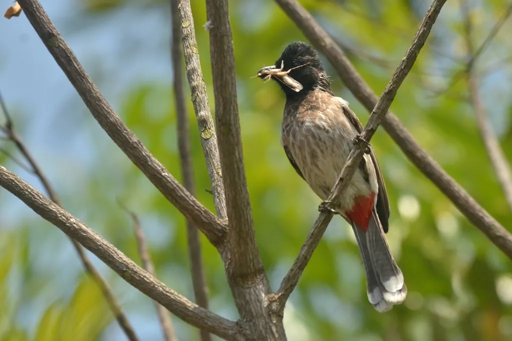 黑喉红臀鹎(Pycnonotus cafer)
