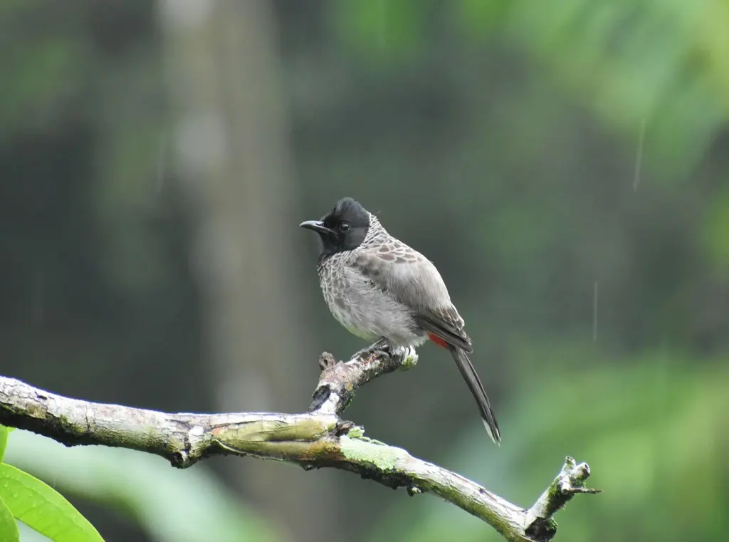 黑喉红臀鹎(Pycnonotus cafer)