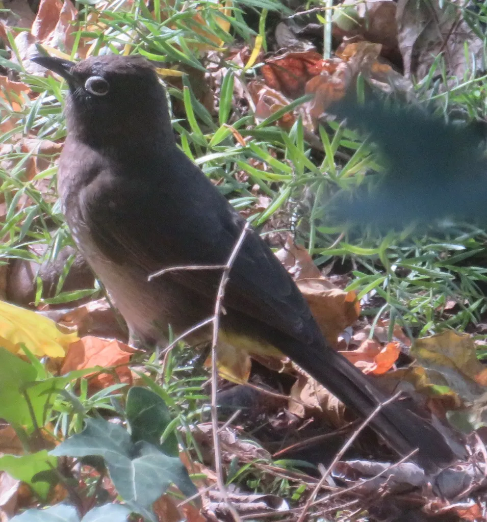南非鹎(Pycnonotus capensis)