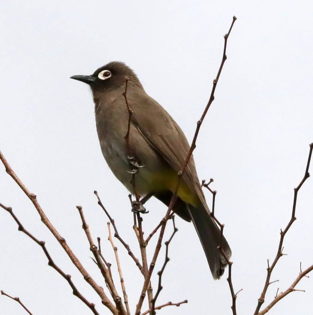 南非鹎(Pycnonotus capensis)