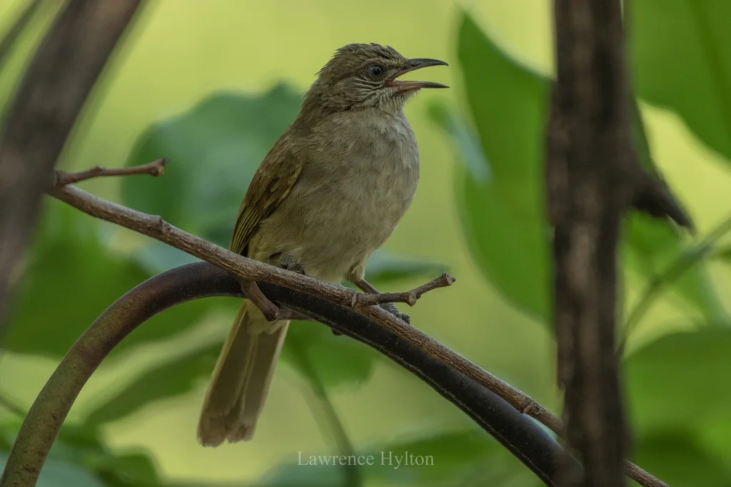 条耳鹎(Pycnonotus conradi)