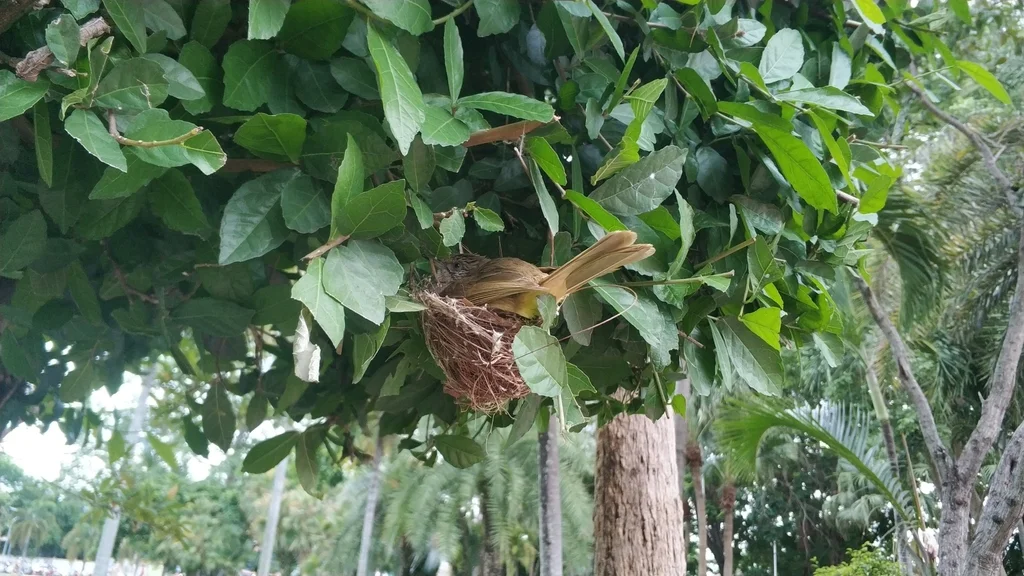条耳鹎(Pycnonotus conradi)