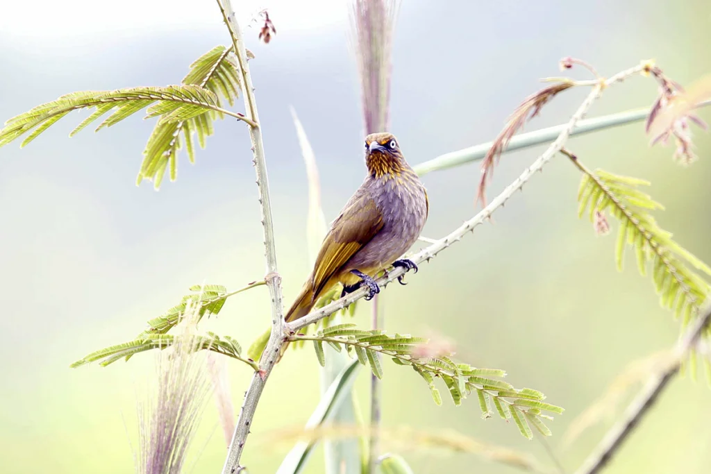 淡眼鹎(Pycnonotus davisoni)