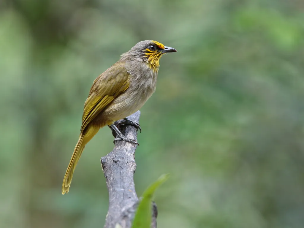 纹喉鹎(Pycnonotus finlaysoni)