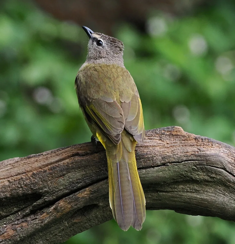 黄绿鹎(Pycnonotus flavescens)