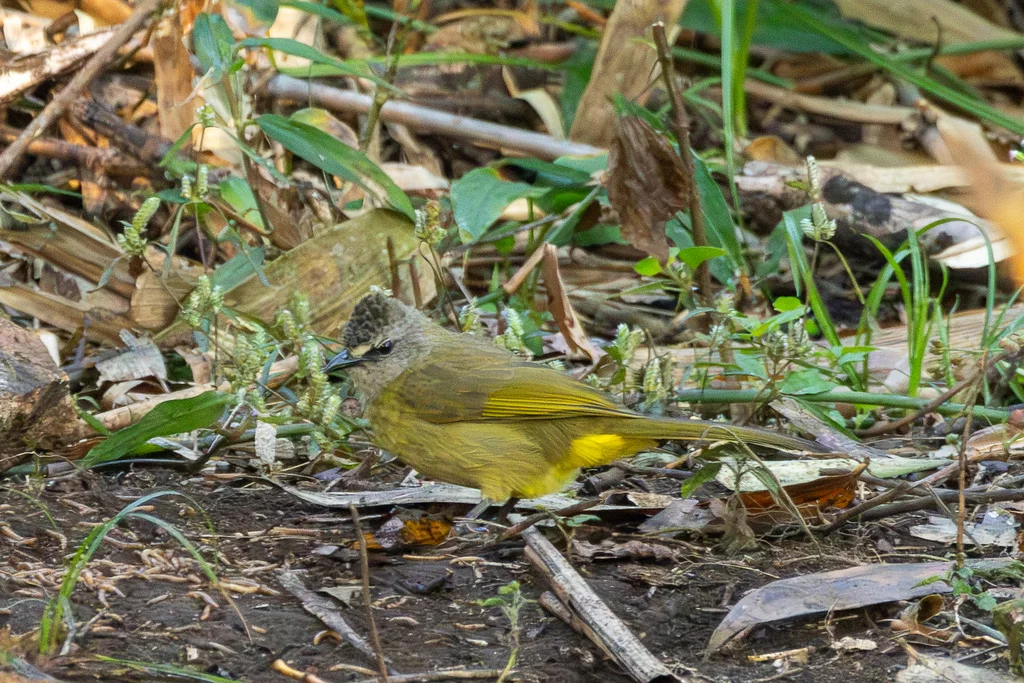 黄绿鹎(Pycnonotus flavescens)