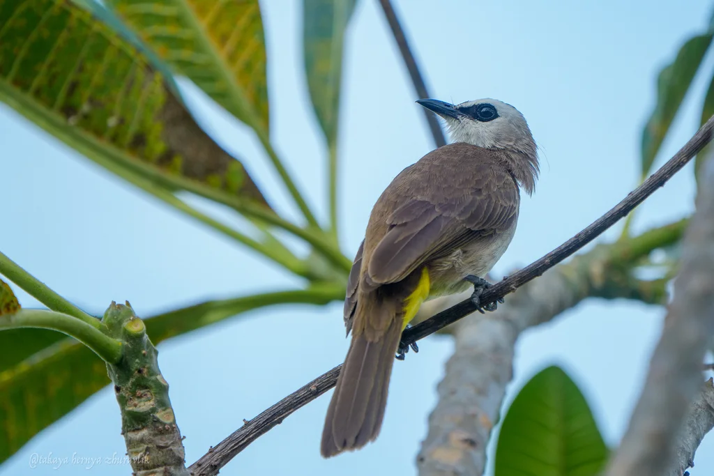 白眉黄臀鹎(Pycnonotus goiavier)