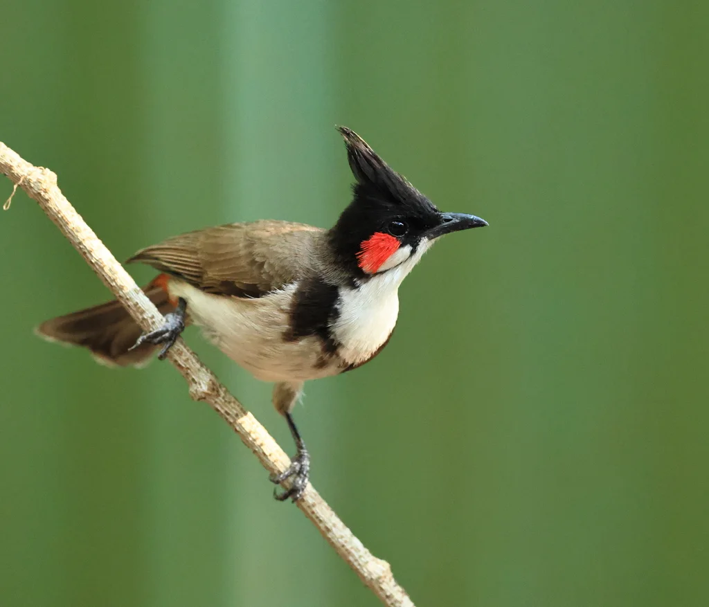 红耳鹎(Pycnonotus jocosus)