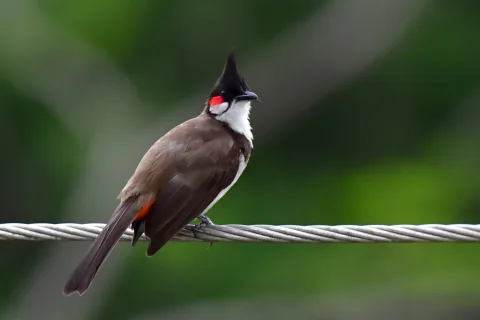 红耳鹎
