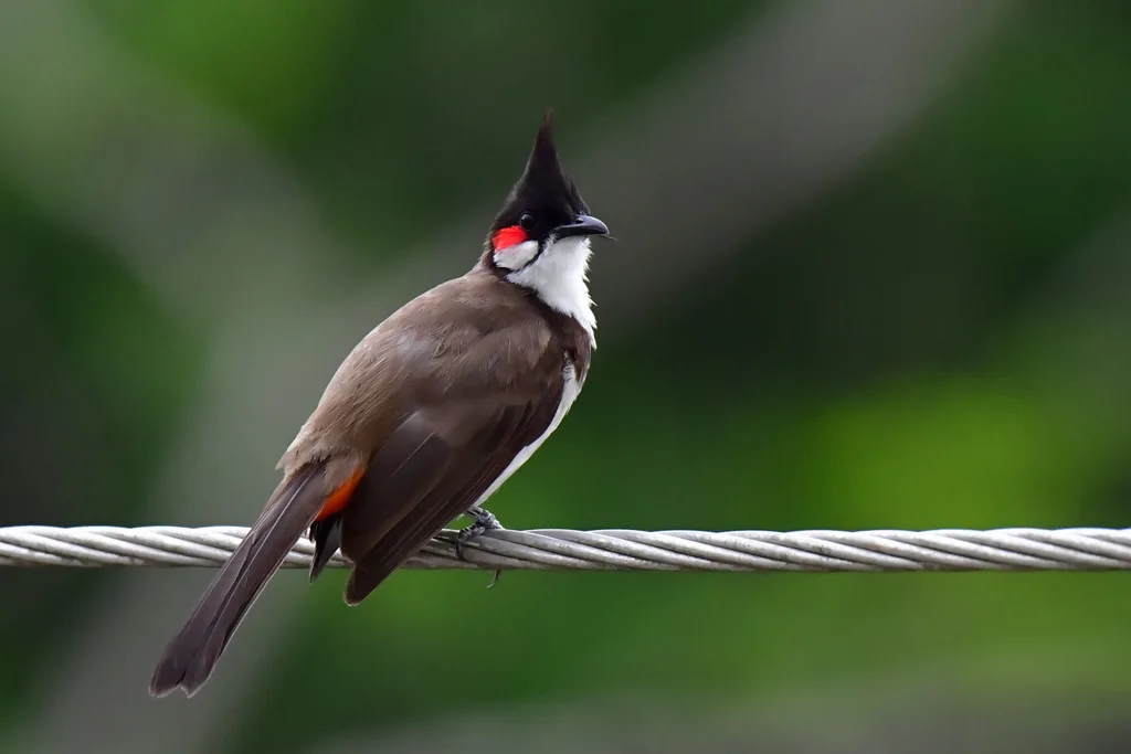 红耳鹎(Pycnonotus jocosus)
