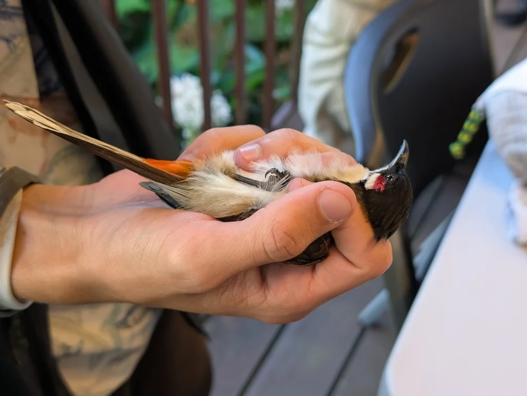 红耳鹎(Pycnonotus jocosus)