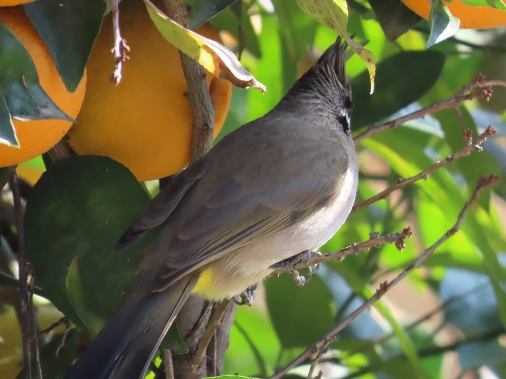 白颊鹎(Pycnonotus leucogenys)