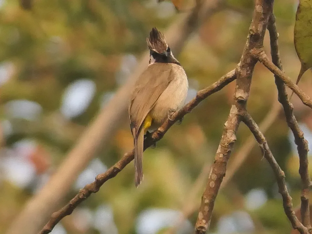白颊鹎(Pycnonotus leucogenys)