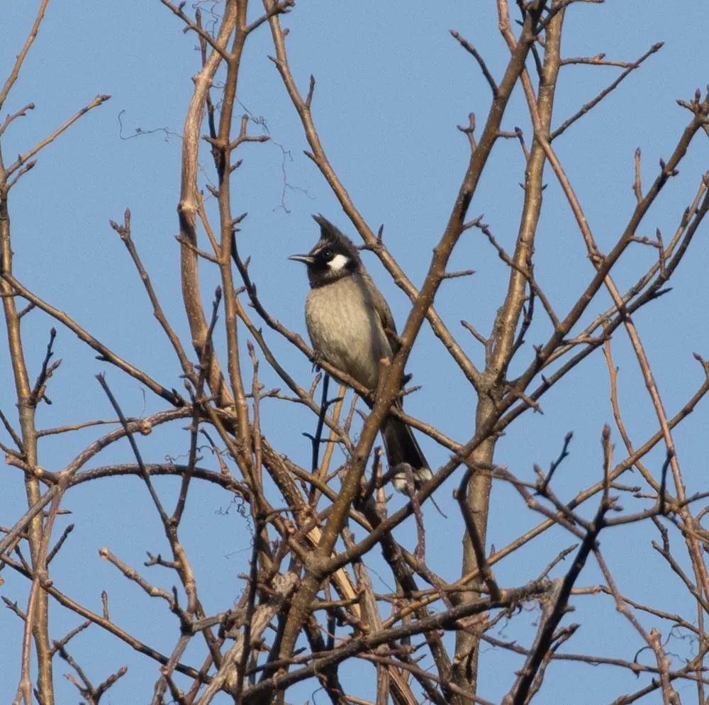 白颊鹎(Pycnonotus leucogenys)