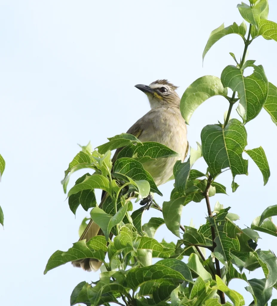 白眉鹎(Pycnonotus luteolus)