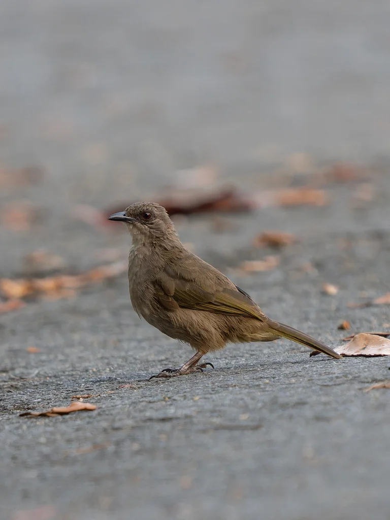 橄榄褐鹎(Pycnonotus plumosus)