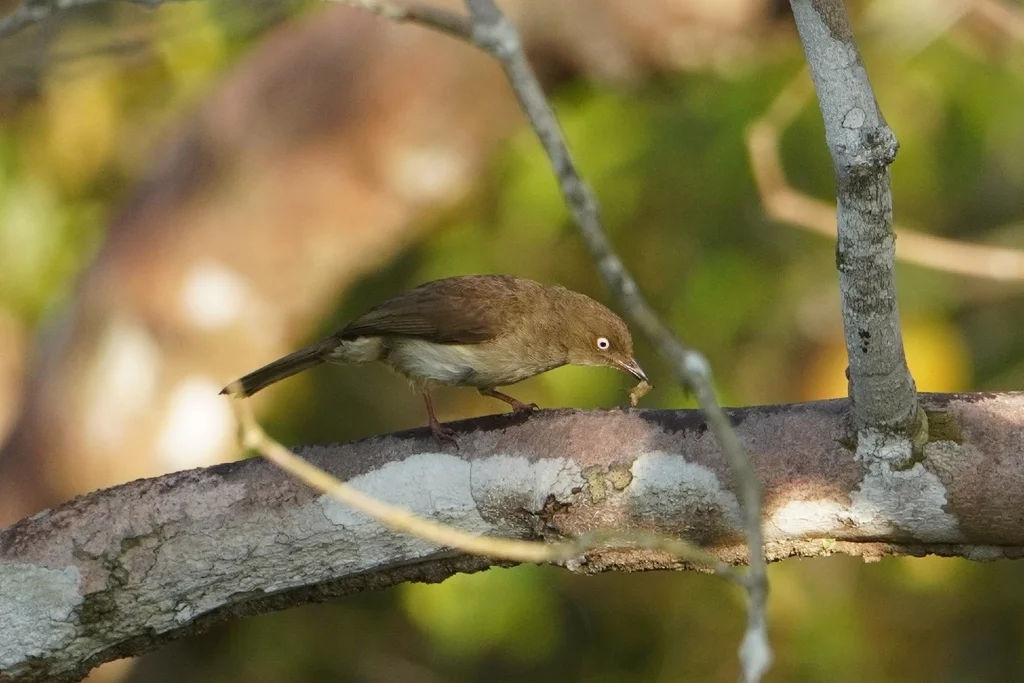 白眼褐鹎(Pycnonotus simplex)