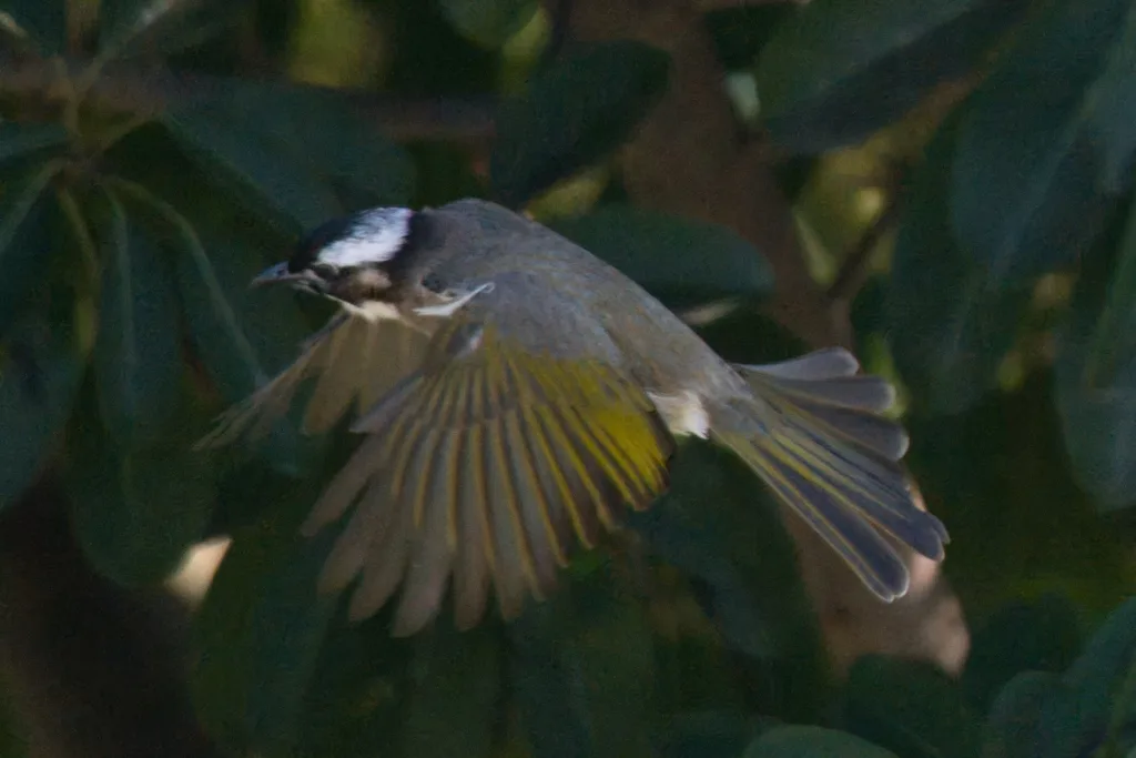 白头鹎(Pycnonotus sinensis)