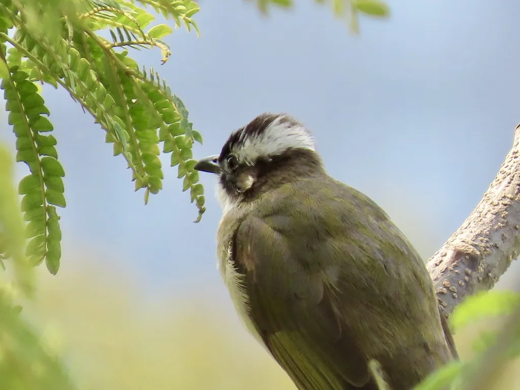 白头鹎(Pycnonotus sinensis)