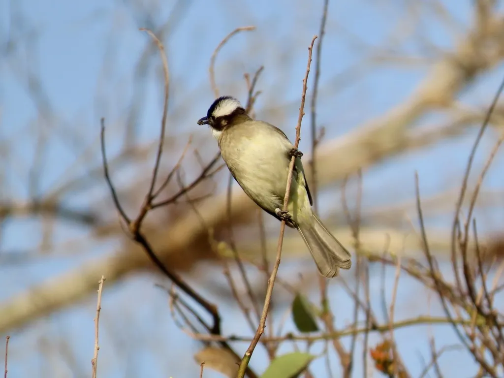 白头鹎(Pycnonotus sinensis)