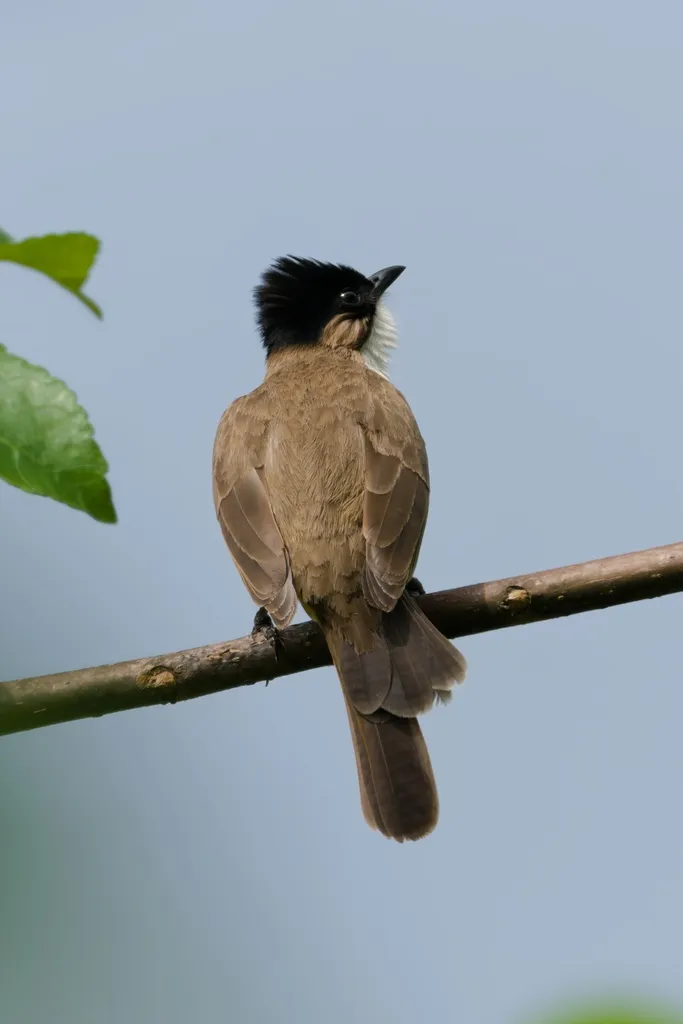 黄臀鹎(Pycnonotus xanthorrhous)