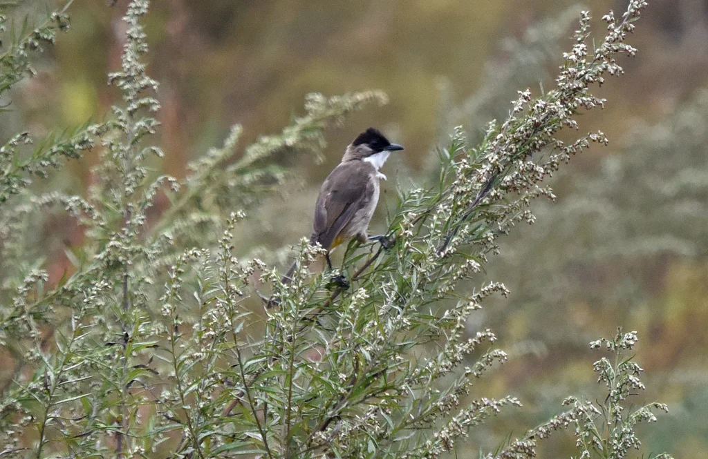 黄臀鹎(Pycnonotus xanthorrhous)