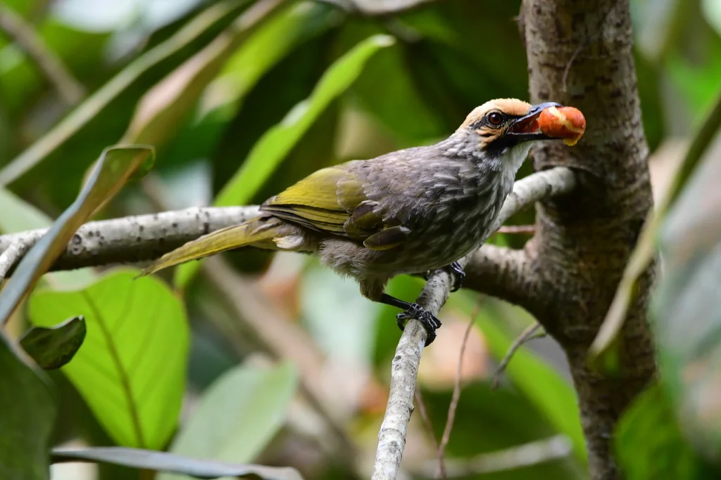 黄冠鹎(Pycnonotus zeylanicus)