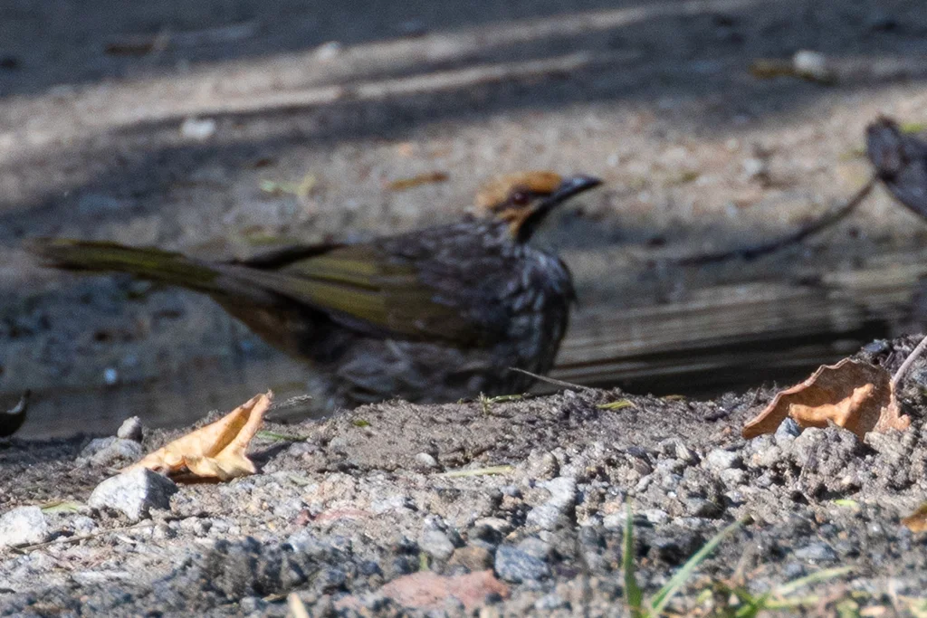黄冠鹎(Pycnonotus zeylanicus)