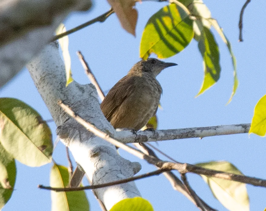 绿褐吸蜜鸟(Pycnopygius ixoides)