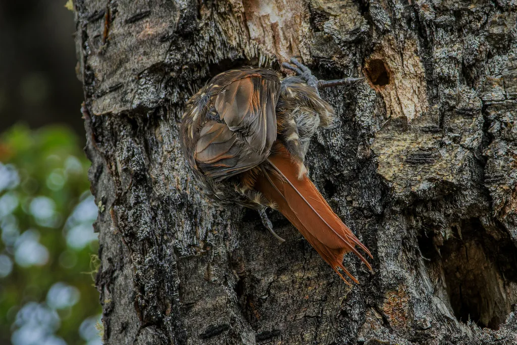 白喉爬树雀(Pygarrhichas albogularis)