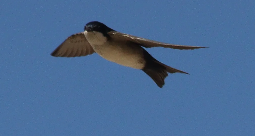 蓝白南美燕(Pygochelidon cyanoleuca)