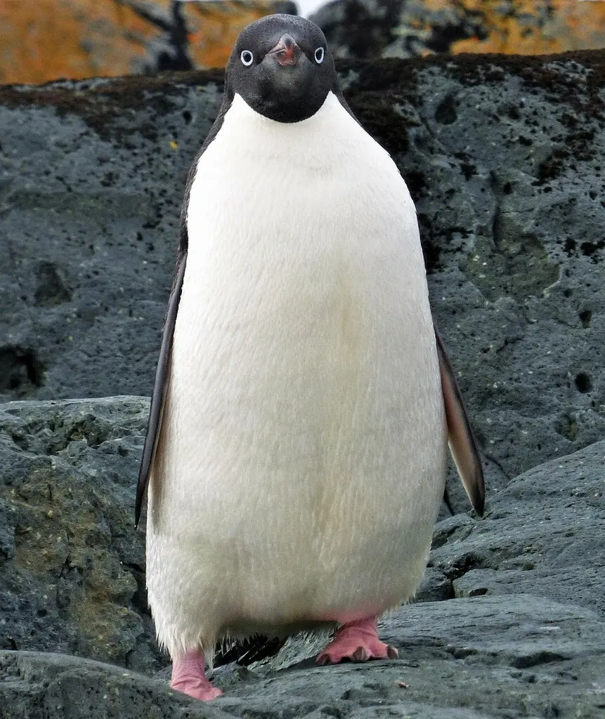 阿德利企鹅(Pygoscelis adeliae)