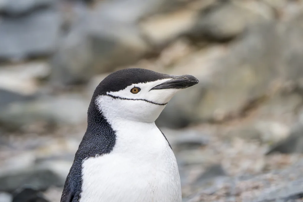 纹颊企鹅(Pygoscelis antarcticus)