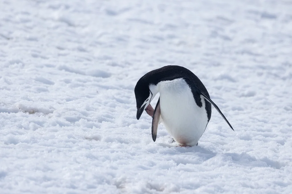 纹颊企鹅(Pygoscelis antarcticus)