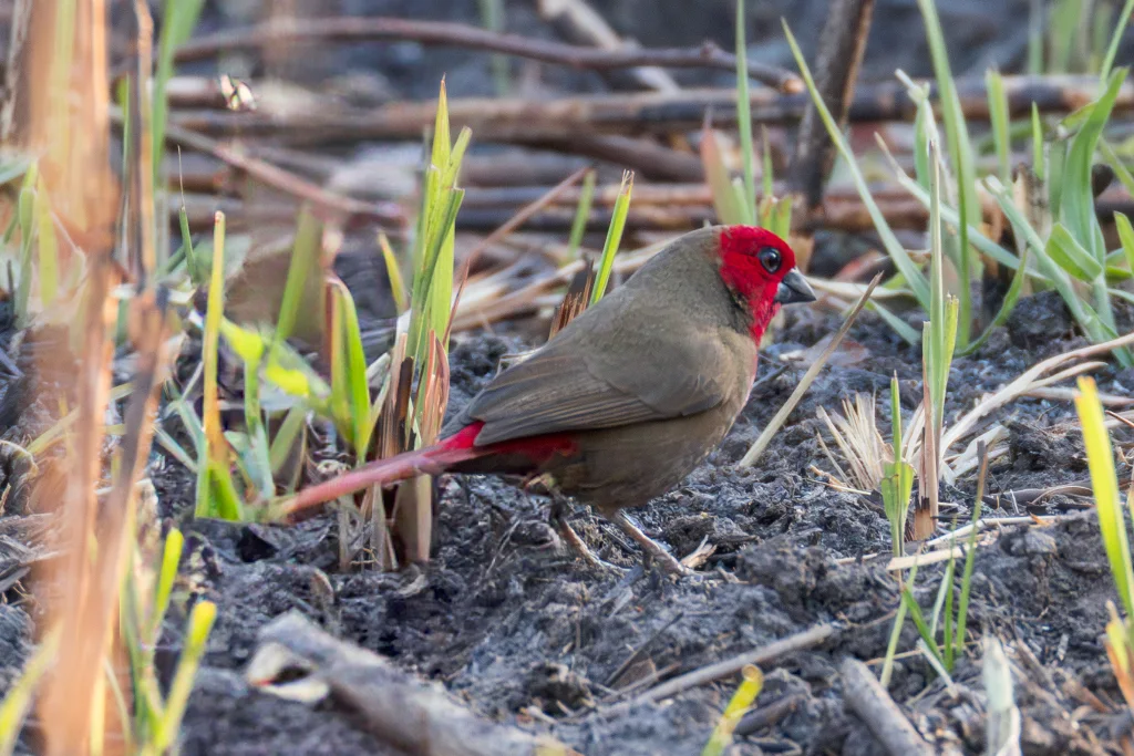 小裂籽雀(Pyrenestes minor)